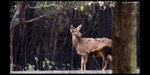 Safari_12