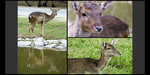Safari_13