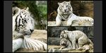 Safari_15