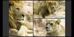 Safari_18