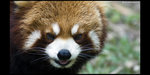 Safari_20