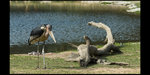 Safari_21