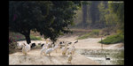 Safari_26