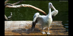 Safari_28