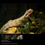 061217reptiles-005