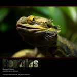 061217reptiles-008