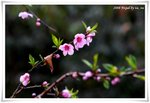 DSC_318 - 2008�~���y�����Ȧb�ȵ{����o
