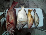 DSC00730