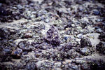 IMG_4516 copy