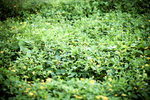 IMG_4518 copy