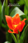 DSC_2021-c