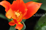 DSC_2083-c