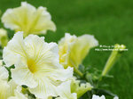 DSC_2137-c