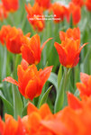 DSC_9458-c