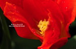DSC_9460-c
