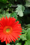 DSC_9521-c