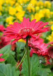 DSC_9529-c