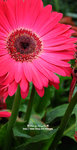 DSC_9530-c