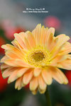 DSC_9545-c