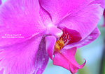 DSC_9595-c