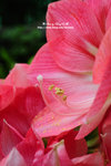 DSC_9597-c