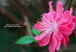 DSC_9602-c