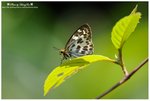 DSC_3300-blog