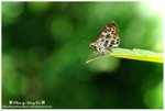 DSC_4068-blog