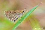 DSC_6531-fotop