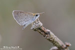 DSC_6626-fotop