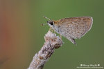 DSC_6657-fotop