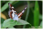 DSC_1401-b
