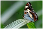 DSC_1535-b