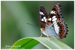 DSC_1558-b
