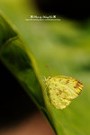DSC_1799-fotop