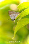 DSC_7527-fotop