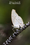 DSC_9907-fotop