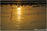 DSC_4203_A2