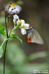 DSC_3454-fotop