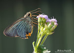 DSC_5432-fotop