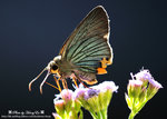 DSC_5476-fotop