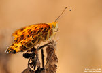 DSC_6100-fotop
