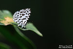 DSC_1366-fotop