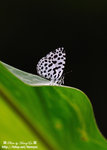 DSC_2167-fotop