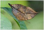 DSC_1718-b