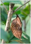 DSC_1719-b