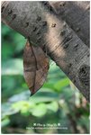 DSC_1729-b