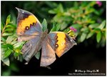 DSC_1746-b