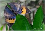DSC_1750-b