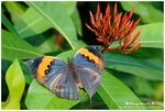 DSC_1774-b